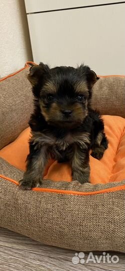 Йоркширский терьер щенки