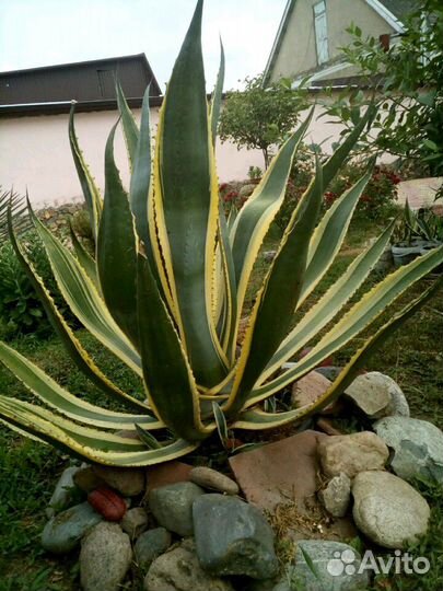 Американская 