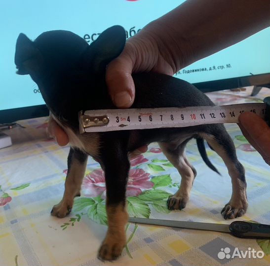 Щенки чихуахуа микро