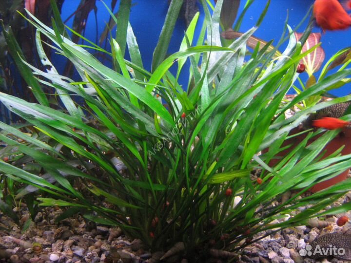 Растения аквариумные