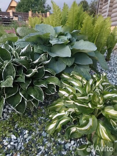 Хосты и папоротники