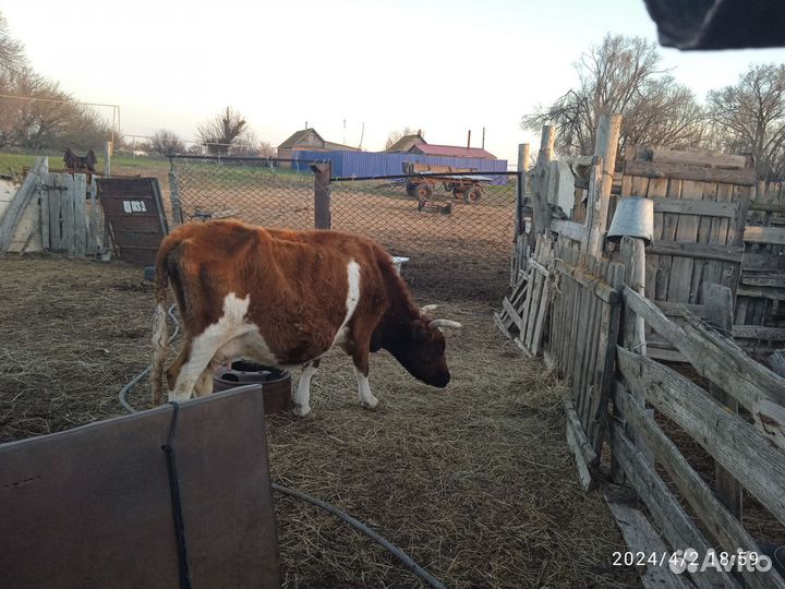 Корова с теленком на развод