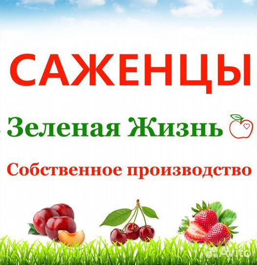 Саженцы от питомника 