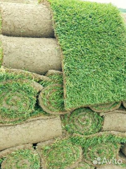 Рулонный газон