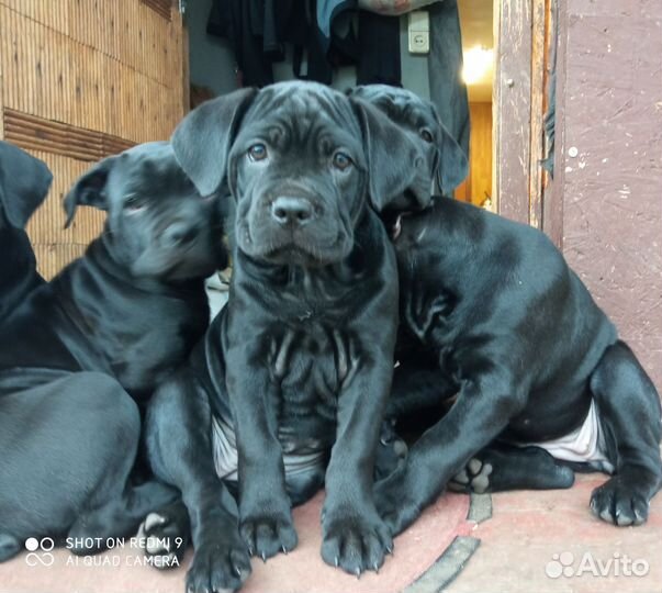 Щенки кане Корсо