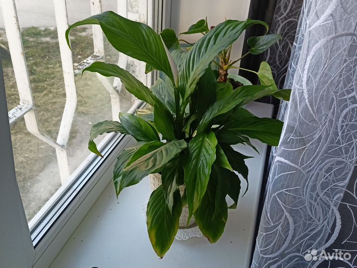 Спатифиллум цветок