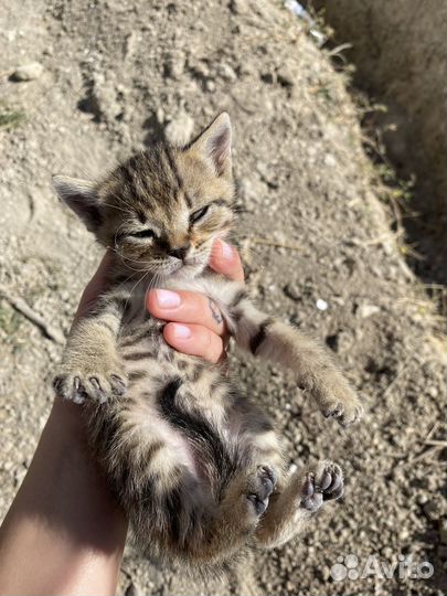 Котята бесплатно