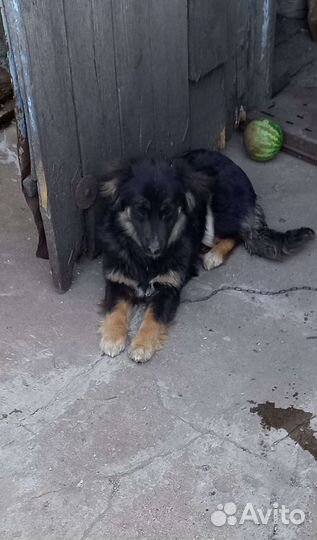 Собака ищет добрых порядочных хозяев