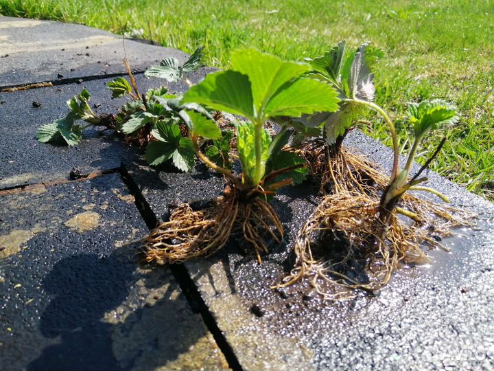 Саженцы Виктории