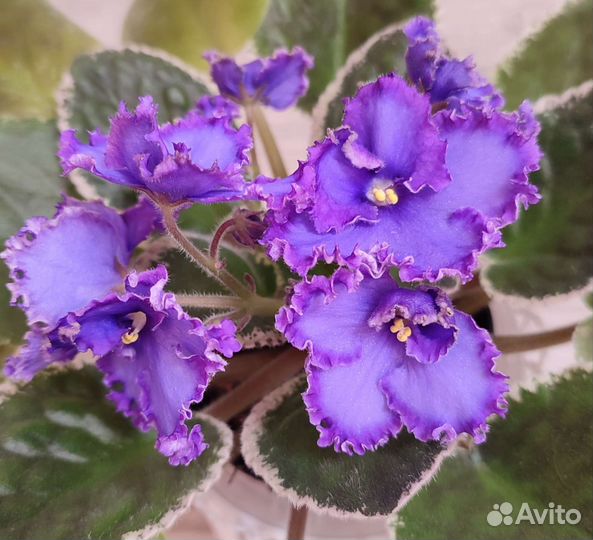 Цветущие фиалки