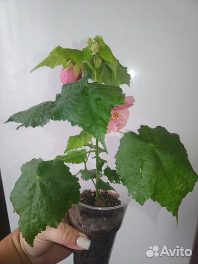 Абутилон комнатный клён, цветущий