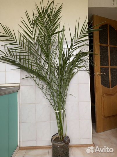 Финиковая пальма