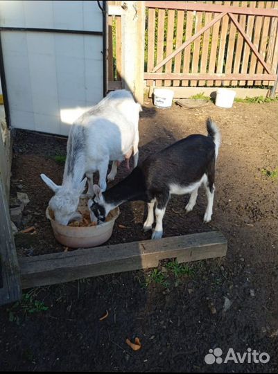 Коза нубийская