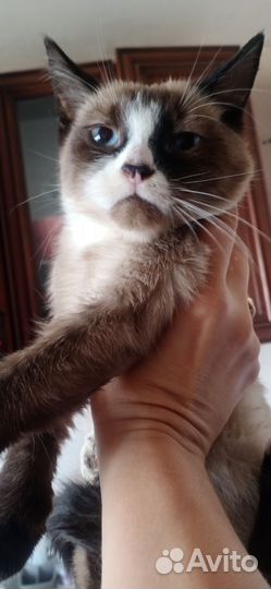 Шотландская