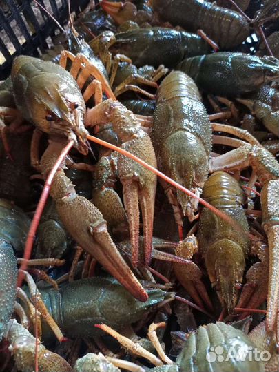 Живые раки розница и оптом