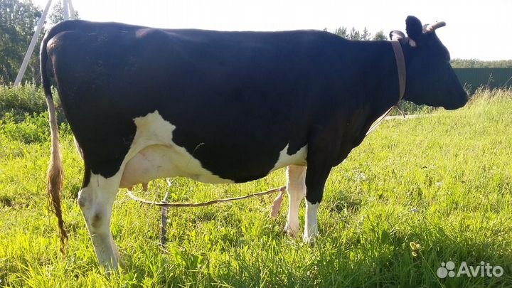 Корова крупных пород