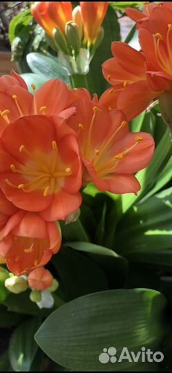 Комнатные растения Кливия, Алоэ, Толстянка