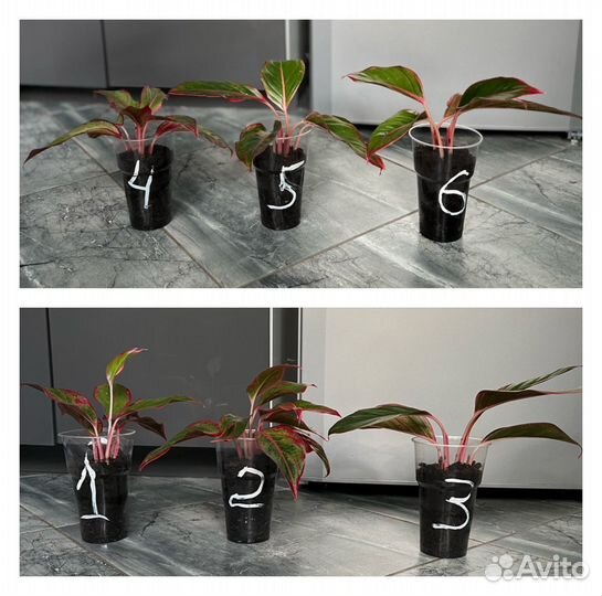 Аглаонема крит