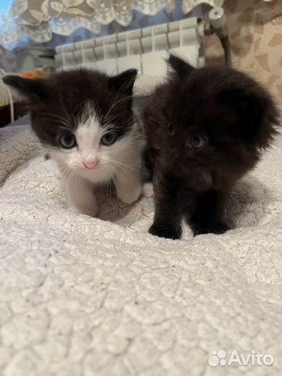 Кошки