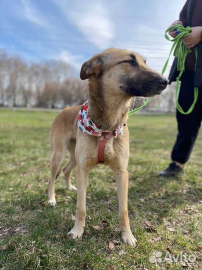 Небольшая добрая собака грустит в приюте