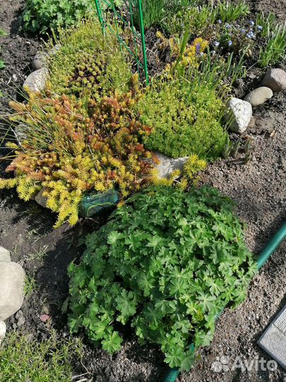 Барвинок сирен, жимолость блестящая, многолетники