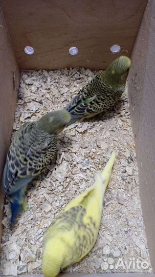 Волнистый попугай