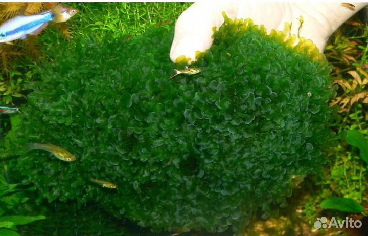 Аквариумные растения живые