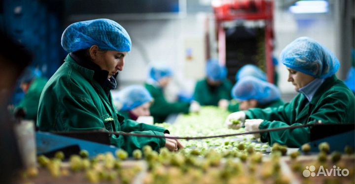 Сортировщик овощей Вахта