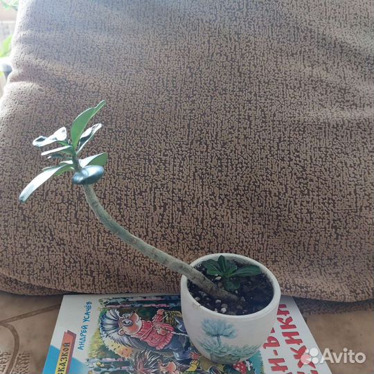 Комнатные цветы