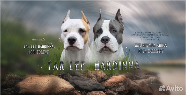 Щенки амстаффа