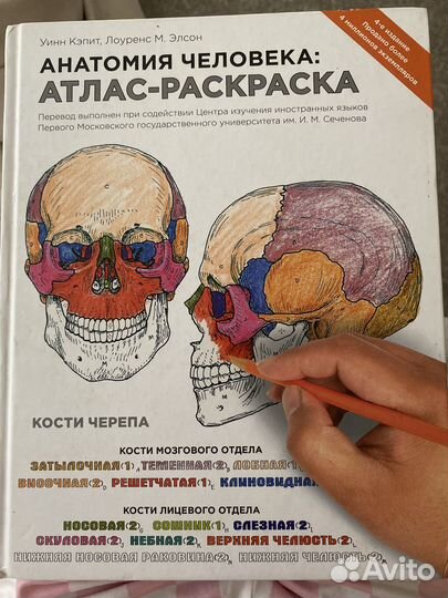 Атлас-раскраска по анатомии человека