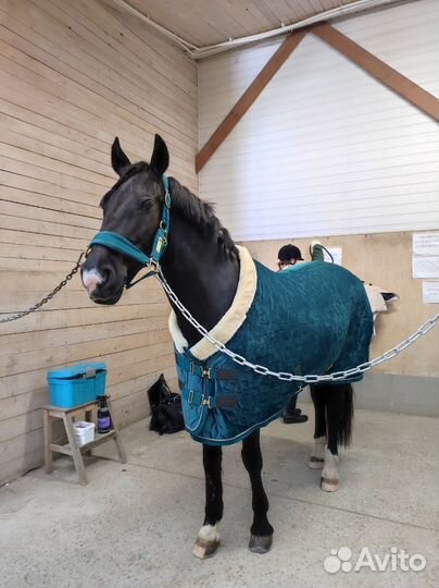 Предлагается в аренду лошадь