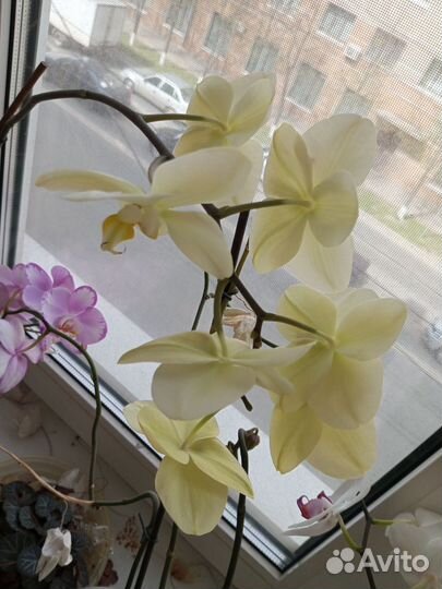 Орхидея фаленопсис