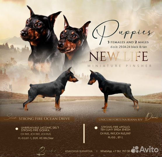 Цвергпинчер щенки