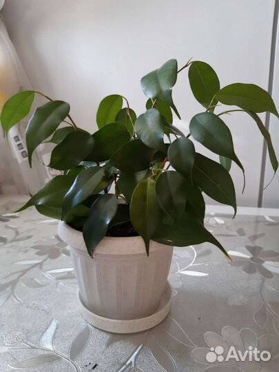 Фикус бенджамина