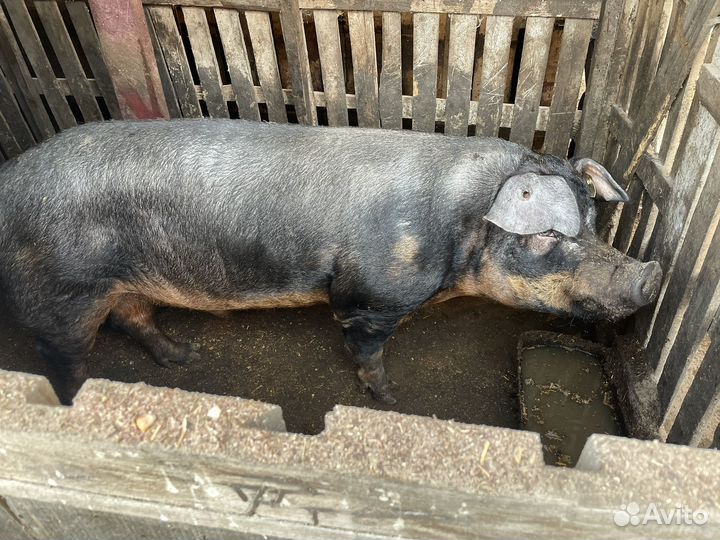 Кабан дюрок