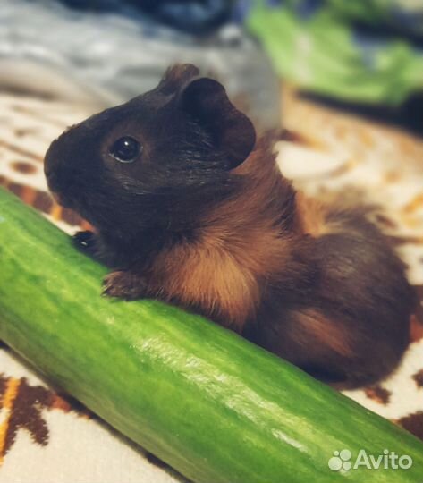 Морские свинки