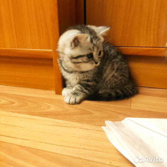 Шотландские котята