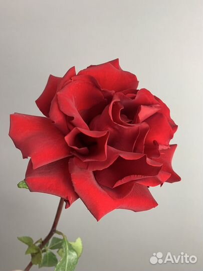 Роза Ажурная, розы гиганты