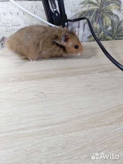 Сирийские хомяки