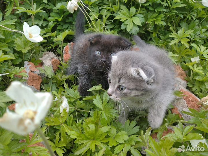 2 мальчика, и 2 девочки, отдам в хорошие руки