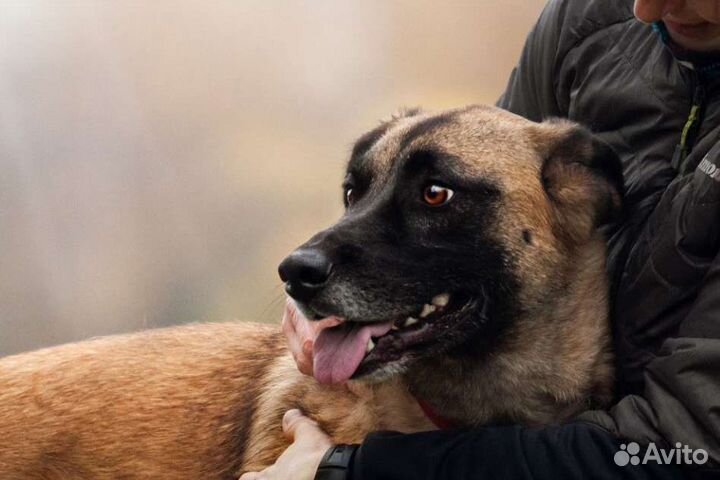 Собака, пёс, в дар, бесплатно