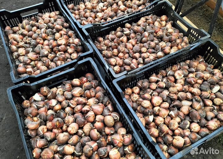 Луковицы тюльпанов опт