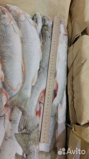 Голец-кунджа.Камчатка