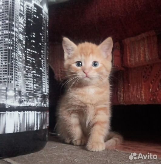 В добрые руки