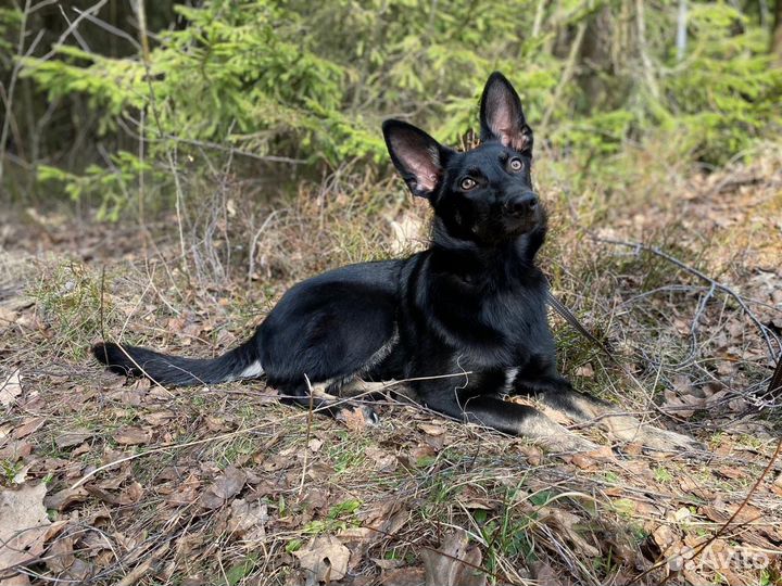 Помесь немецкой овчарки