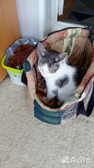 Переноска-домик для кошек