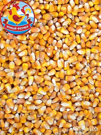 Кукуруза кормовая