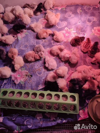 Продаются цыплята несушки деревенские