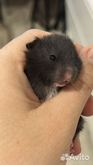 Сирийский хомяк бесплатно